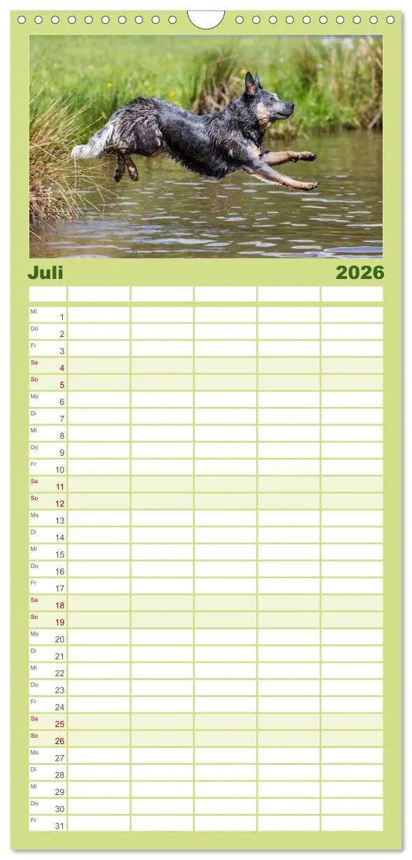 Bild: 9783516518702 | Familienplaner 2026 - Spaziergang am See Australian Cattle Dogs mit...