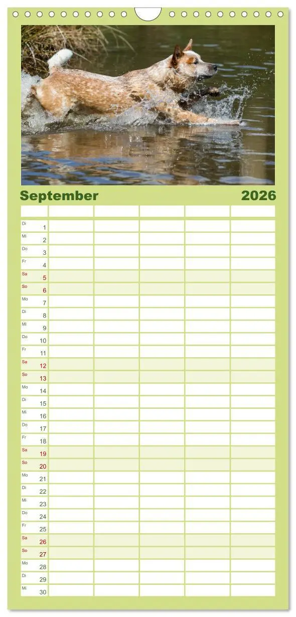 Bild: 9783516518702 | Familienplaner 2026 - Spaziergang am See Australian Cattle Dogs mit...