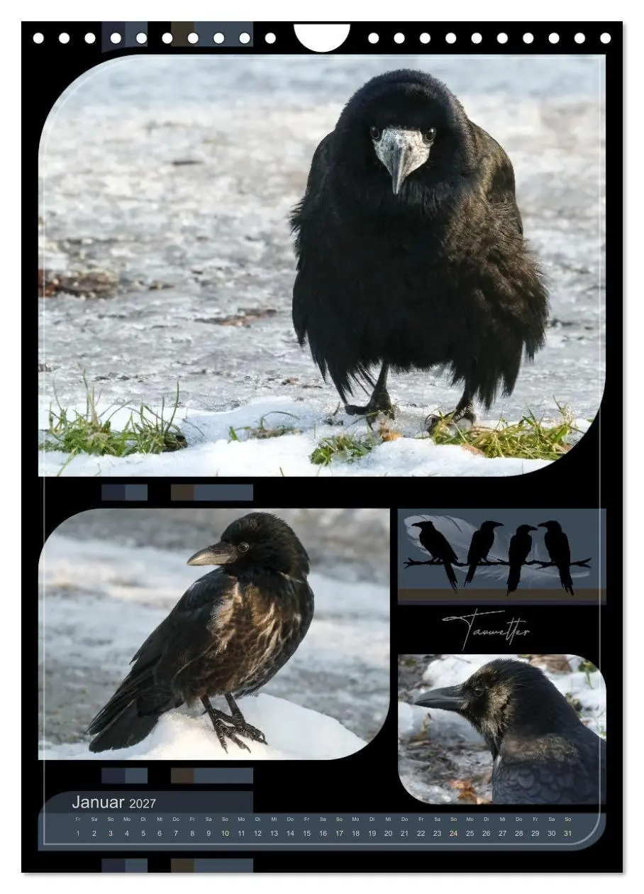 Bild: 9783516998702 | Krähen - Im Wandel der Jahreszeiten (Wandkalender 2027 DIN A4...
