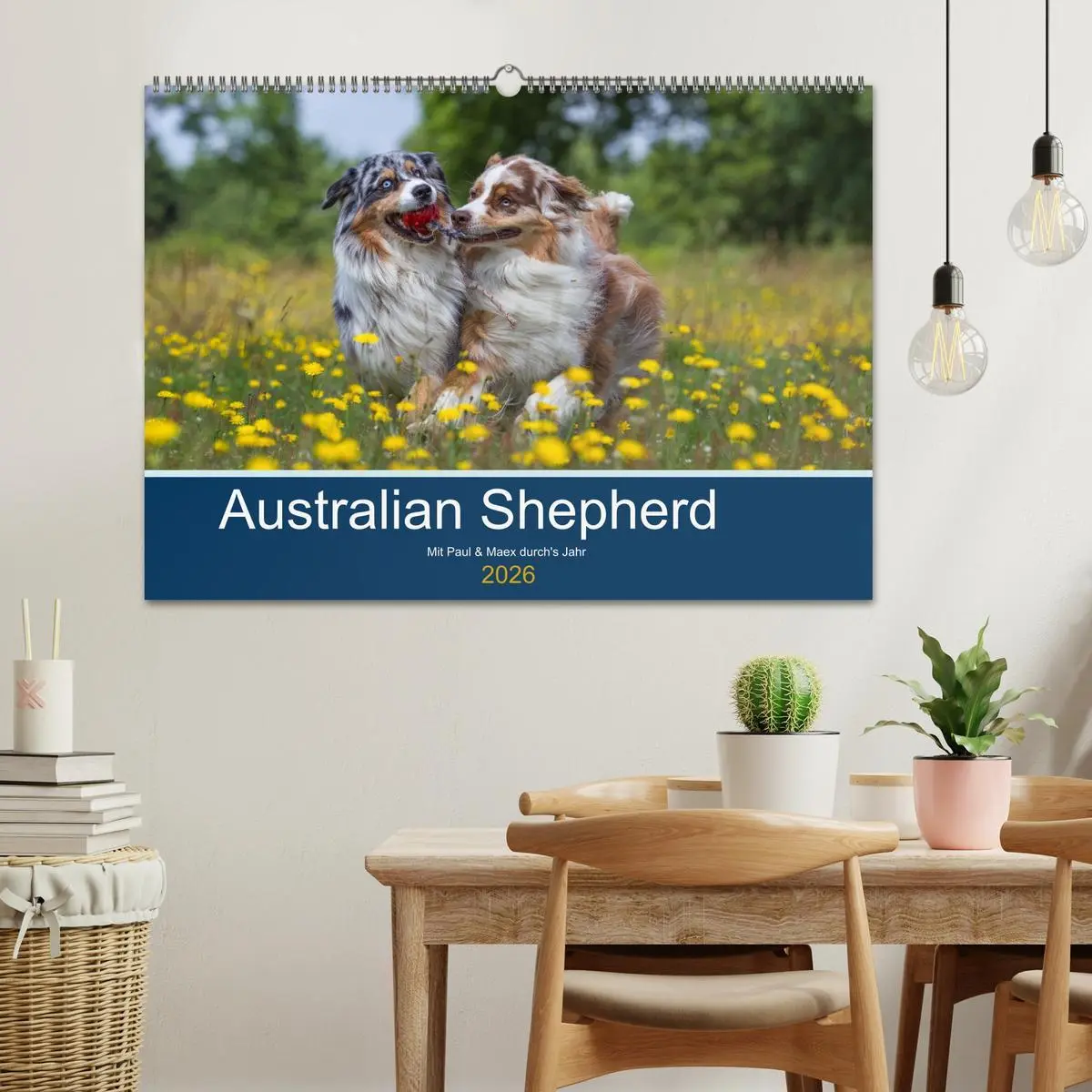 Bild: 9783516009002 | Australian Shepherd 2026 (Wandkalender 2026 DIN A2 quer), CALVENDO...