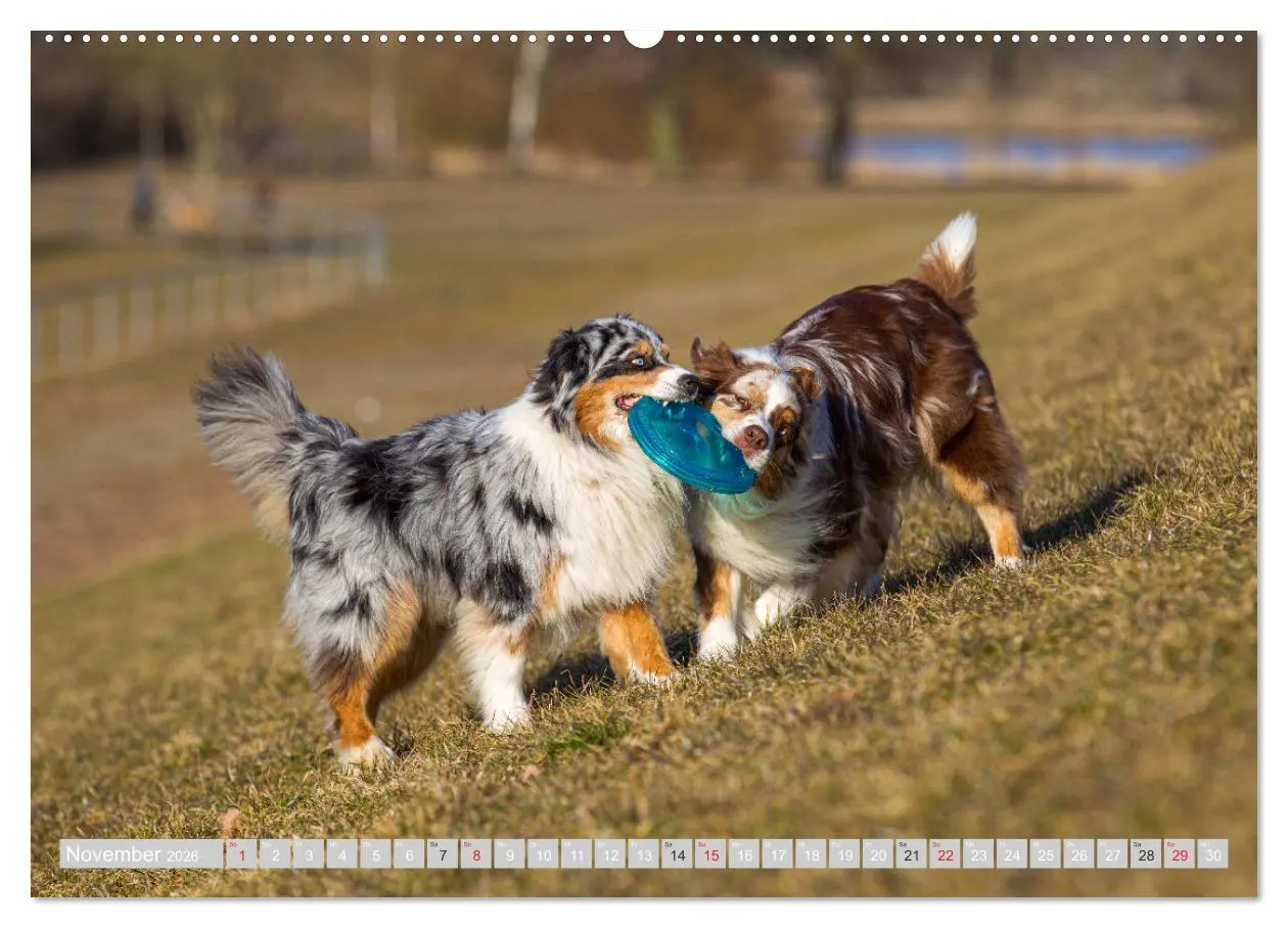 Bild: 9783516009002 | Australian Shepherd 2026 (Wandkalender 2026 DIN A2 quer), CALVENDO...
