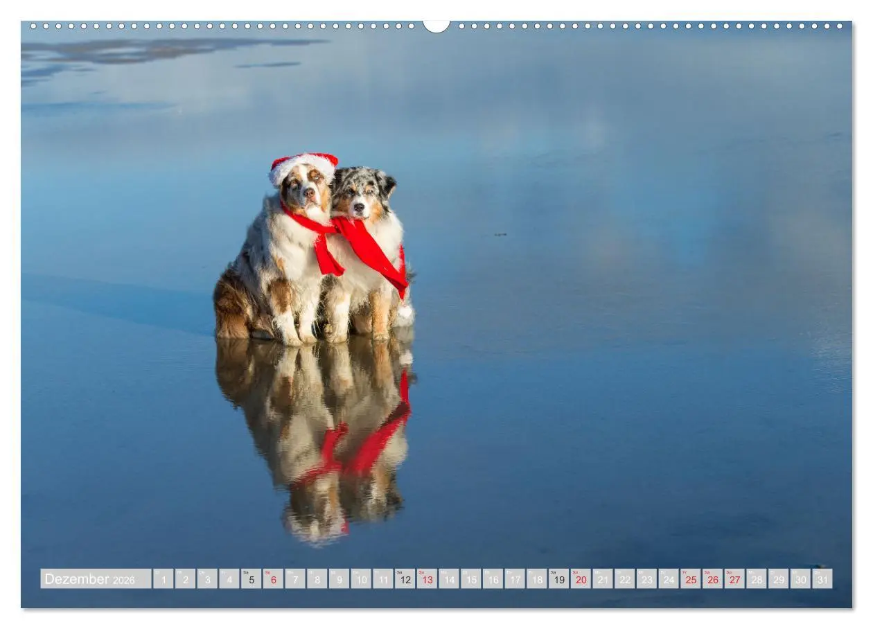 Bild: 9783516009002 | Australian Shepherd 2026 (Wandkalender 2026 DIN A2 quer), CALVENDO...