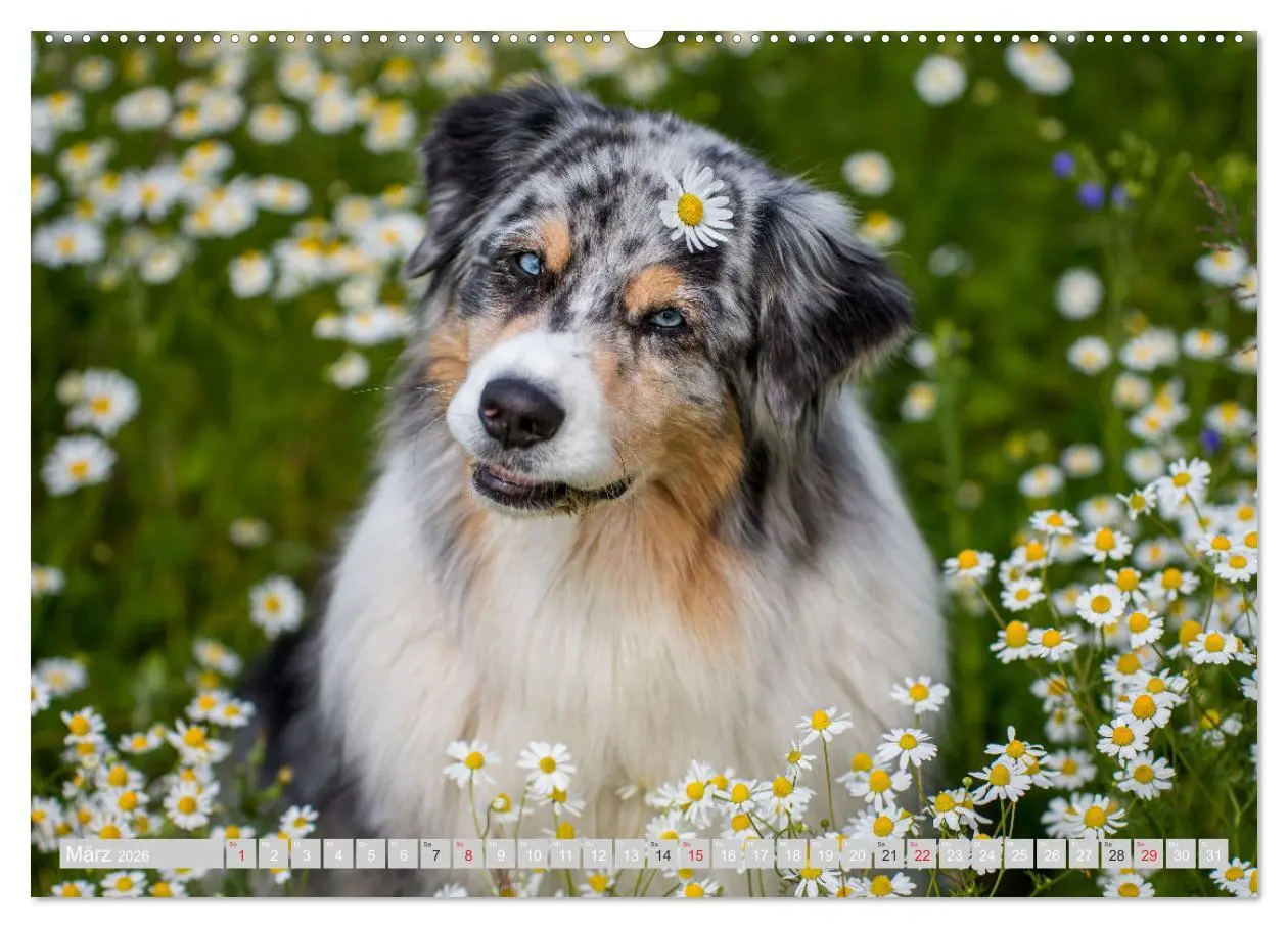 Bild: 9783516009002 | Australian Shepherd 2026 (Wandkalender 2026 DIN A2 quer), CALVENDO...