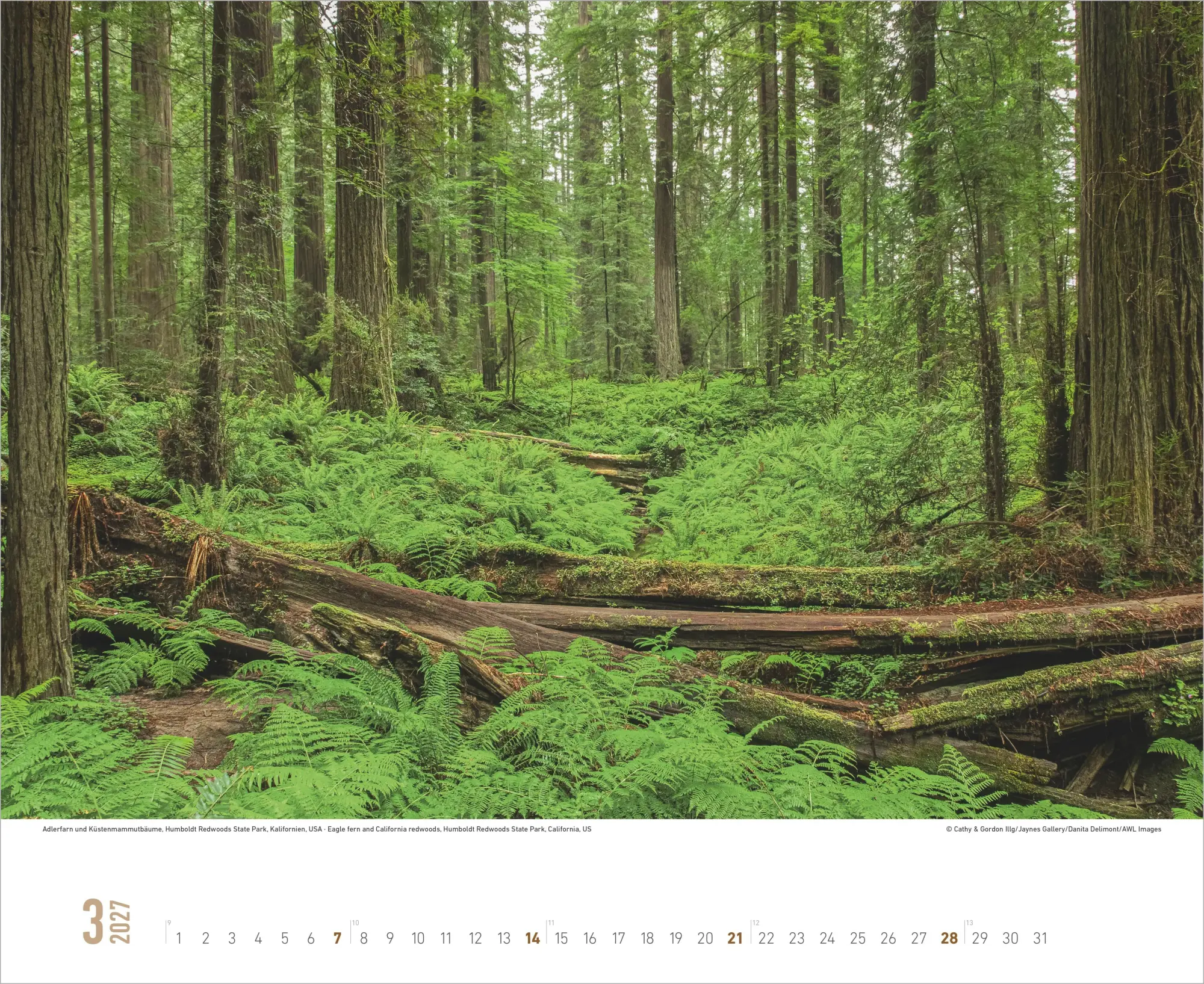 Bild: 4069095019102 | Zauberhafte Wälder 2027 | Neumann Verlage GmbH &amp; Co KG | Kalender