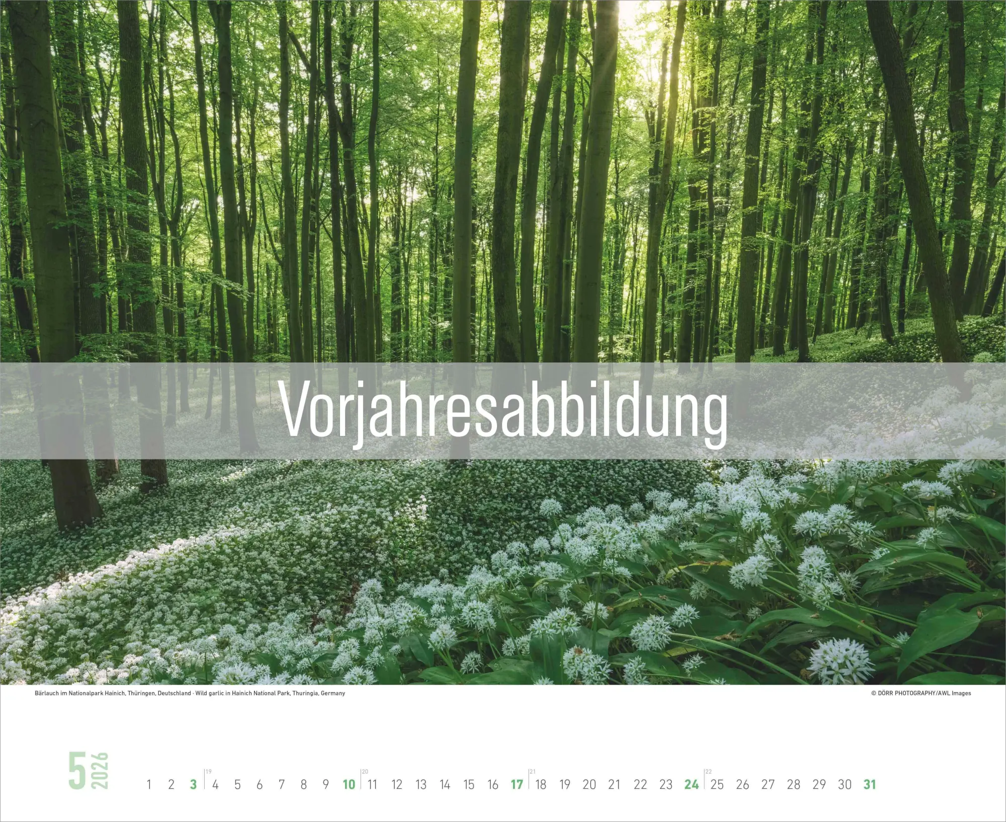 Bild: 4069095019102 | Zauberhafte Wälder 2027 | Neumann Verlage GmbH &amp; Co KG | Kalender