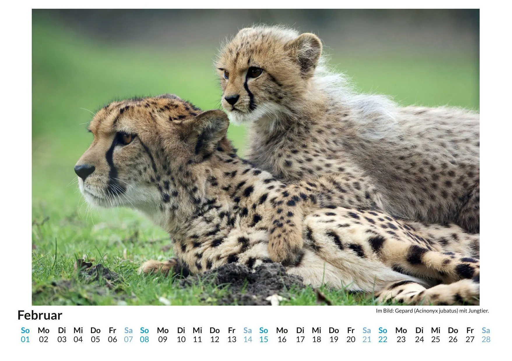 Bild: 9783759189202 | Mutterliebe im Tierreich | Clara Wagner | Kalender | Deutsch | 2026