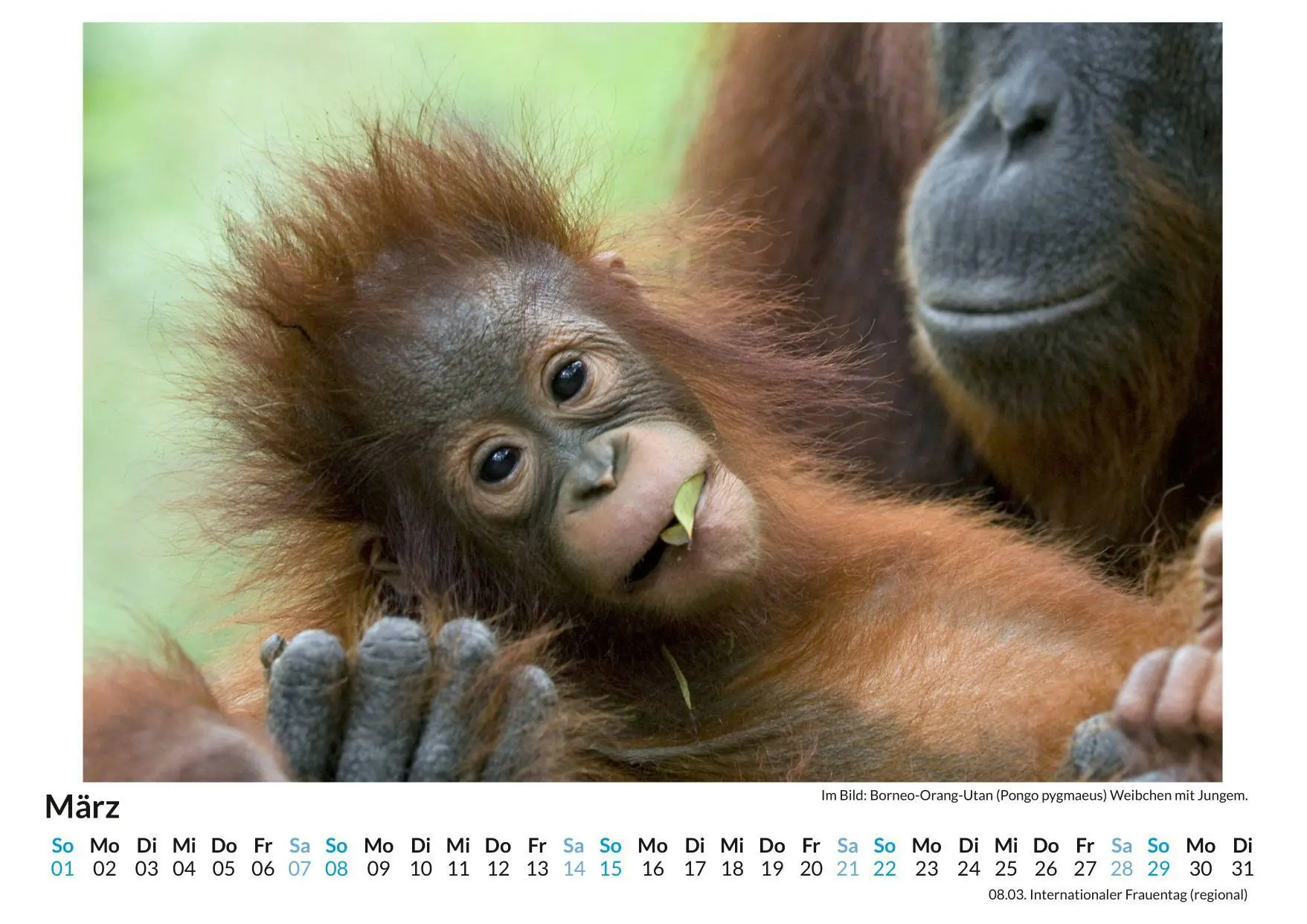 Bild: 9783759189202 | Mutterliebe im Tierreich | Clara Wagner | Kalender | Deutsch | 2026