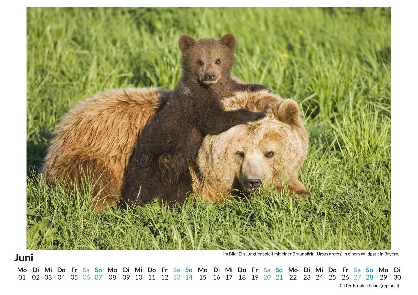 Bild: 9783759189202 | Mutterliebe im Tierreich | Clara Wagner | Kalender | Deutsch | 2026