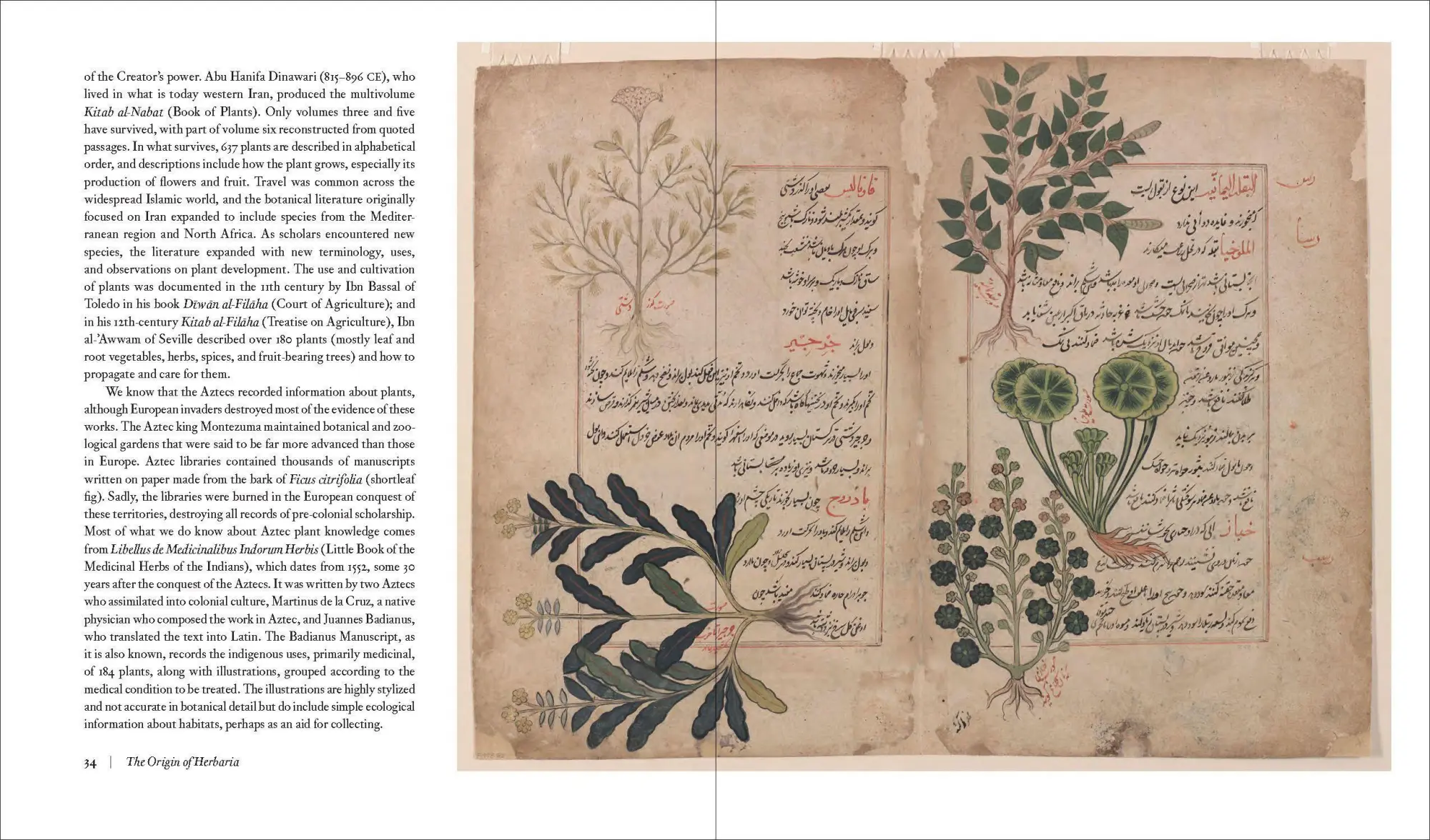 Bild: 9781604699302 | Herbarium | The Quest to Preserve and Classify the World's Plants