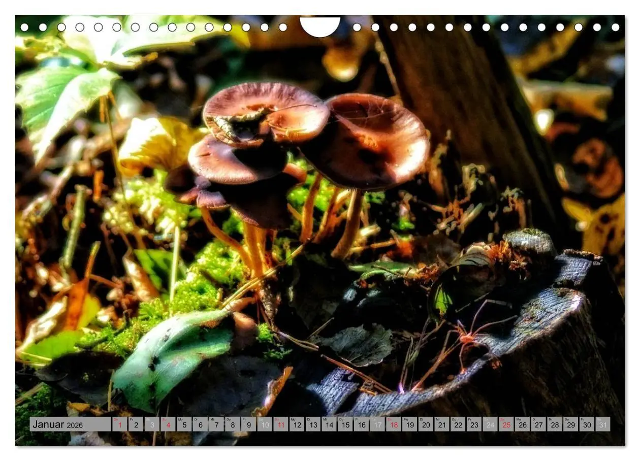 Bild: 9783457989302 | Spaziergang durch den Zauberwald (Wandkalender 2026 DIN A4 quer),...
