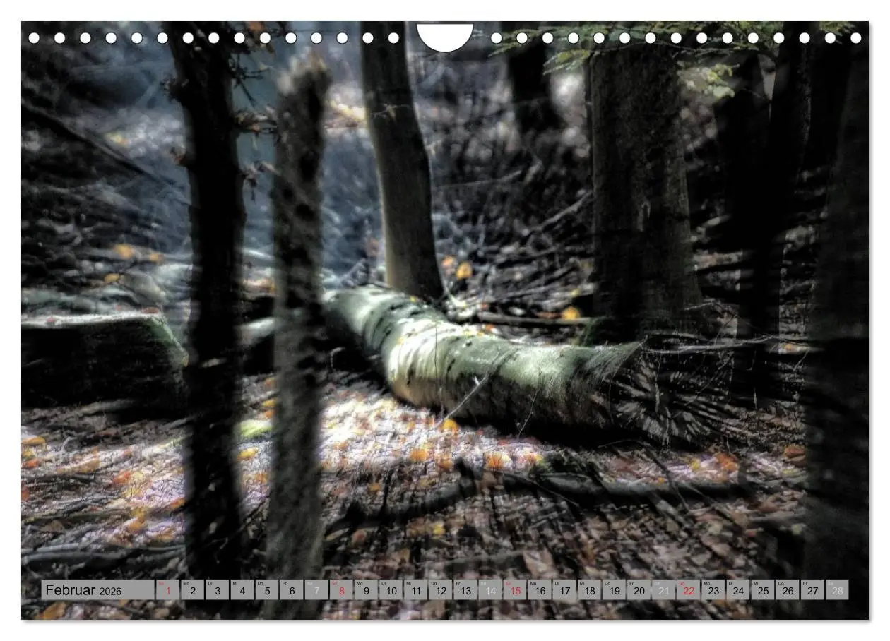 Bild: 9783457989302 | Spaziergang durch den Zauberwald (Wandkalender 2026 DIN A4 quer),...