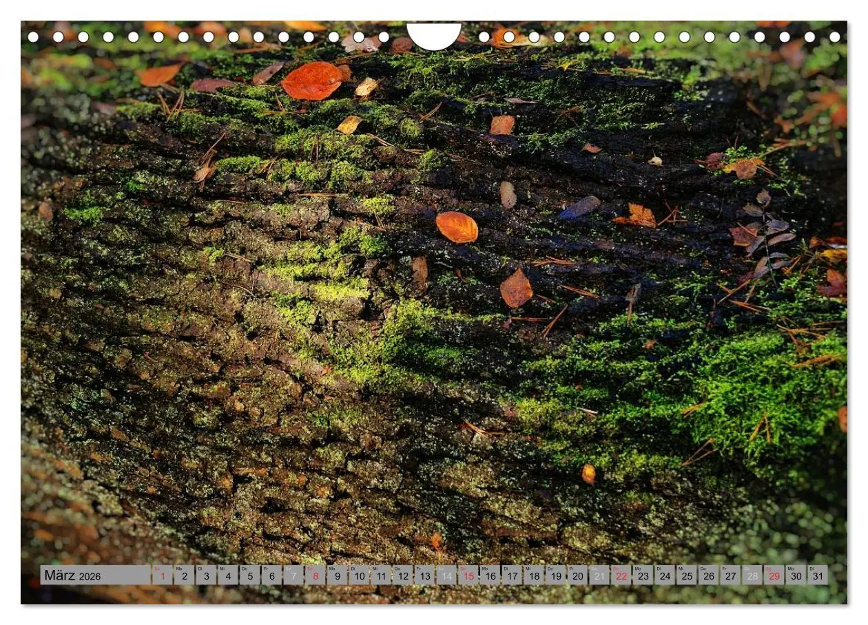 Bild: 9783457989302 | Spaziergang durch den Zauberwald (Wandkalender 2026 DIN A4 quer),...