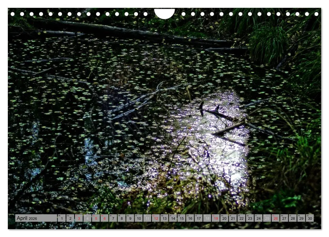 Bild: 9783457989302 | Spaziergang durch den Zauberwald (Wandkalender 2026 DIN A4 quer),...