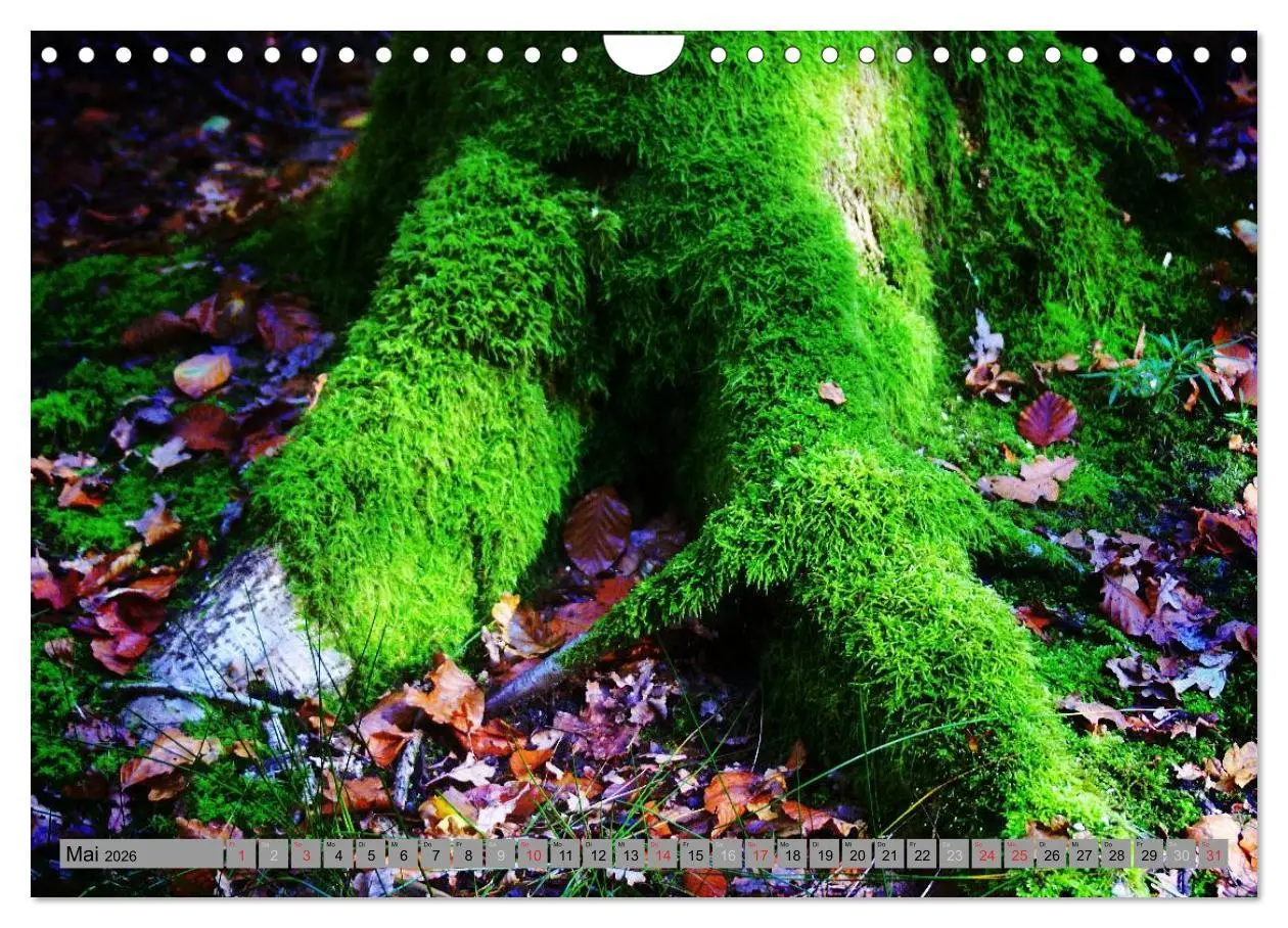 Bild: 9783457989302 | Spaziergang durch den Zauberwald (Wandkalender 2026 DIN A4 quer),...
