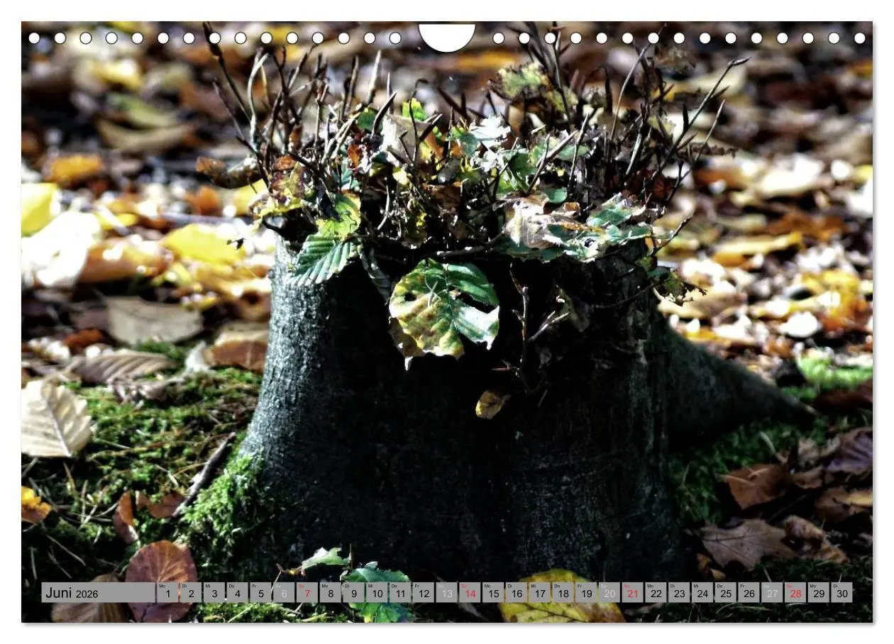 Bild: 9783457989302 | Spaziergang durch den Zauberwald (Wandkalender 2026 DIN A4 quer),...