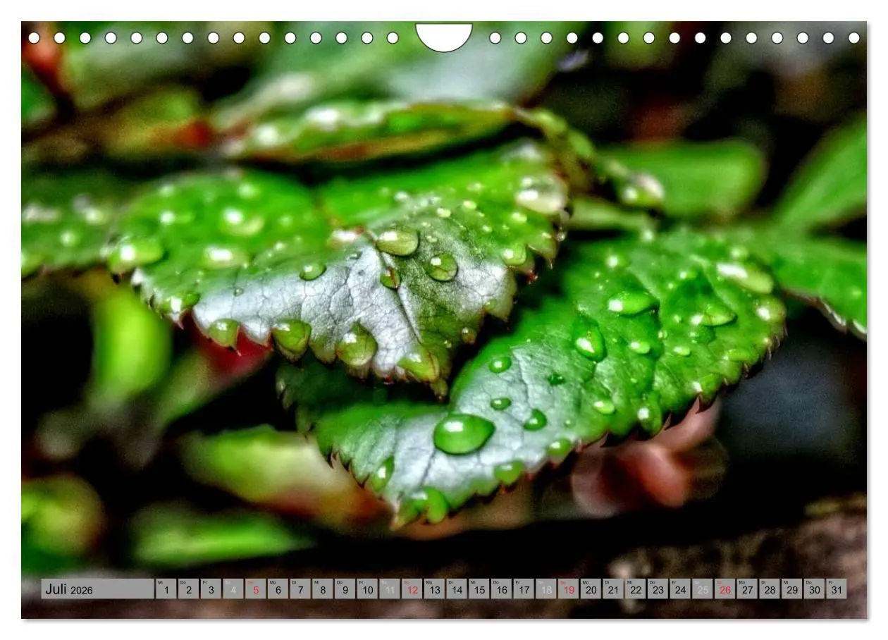 Bild: 9783457989302 | Spaziergang durch den Zauberwald (Wandkalender 2026 DIN A4 quer),...