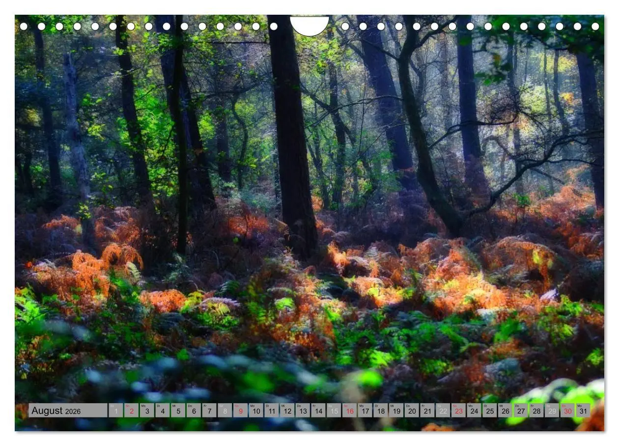 Bild: 9783457989302 | Spaziergang durch den Zauberwald (Wandkalender 2026 DIN A4 quer),...