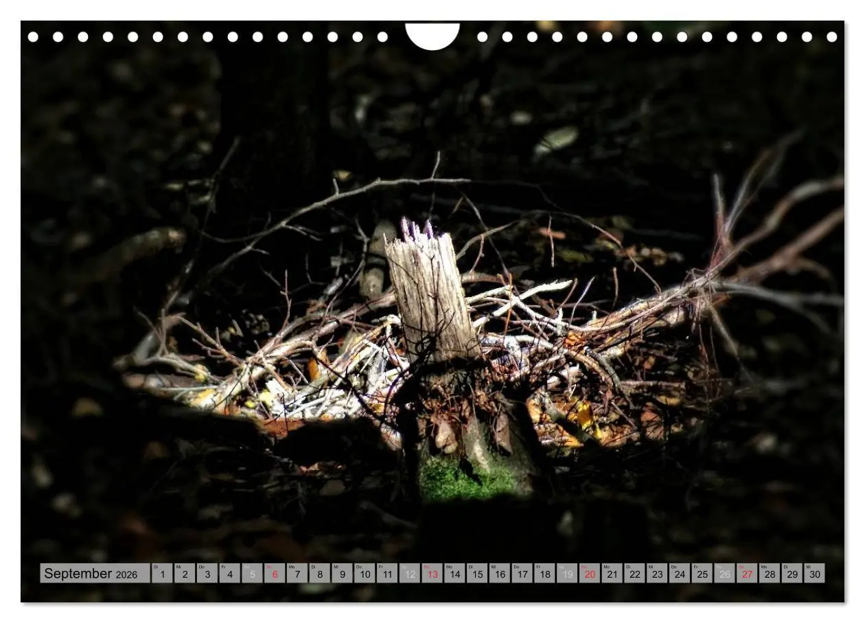 Bild: 9783457989302 | Spaziergang durch den Zauberwald (Wandkalender 2026 DIN A4 quer),...