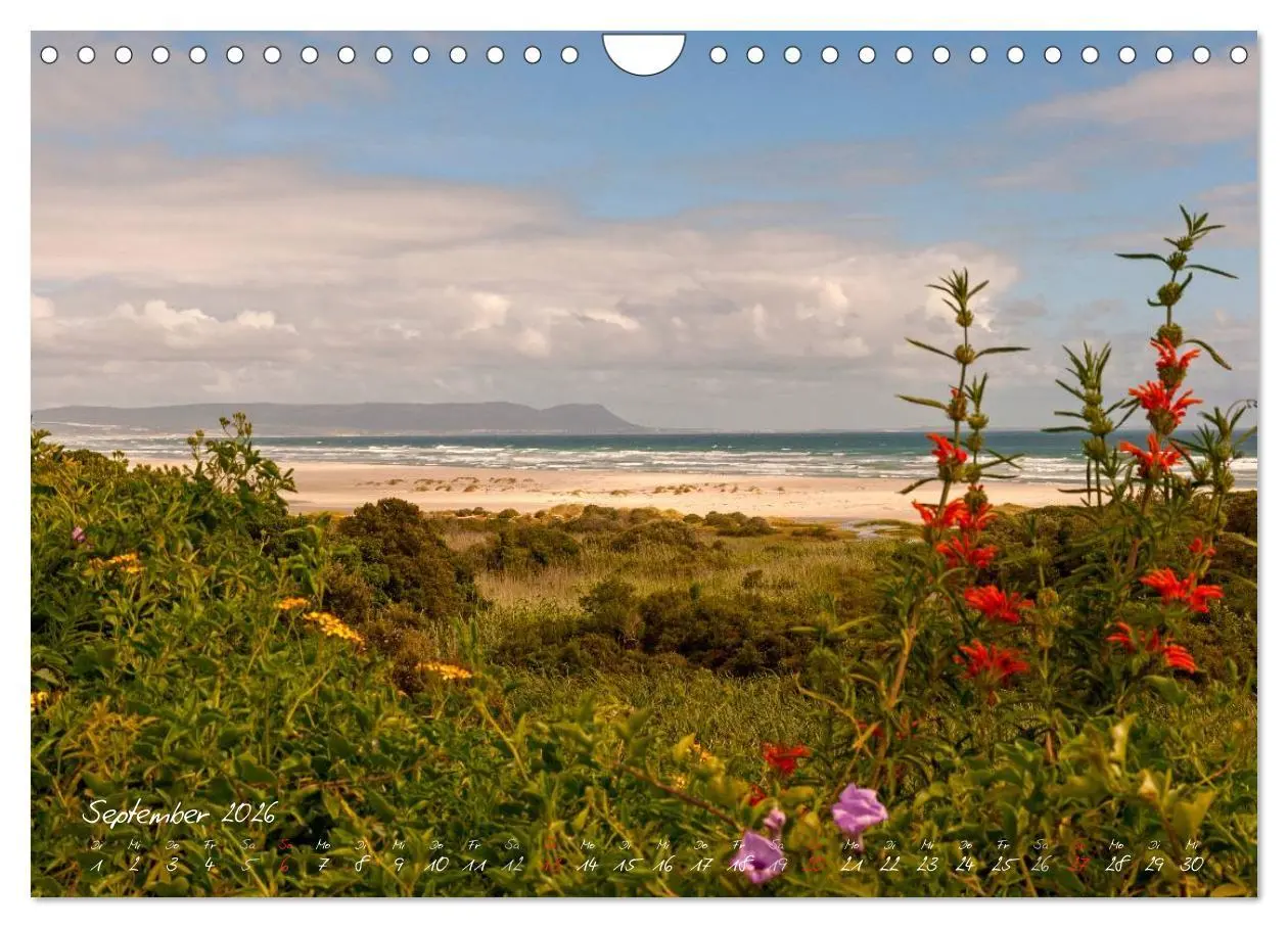 Bild: 9783516219302 | Am Kap von Südafrika (Wandkalender 2026 DIN A4 quer), CALVENDO...