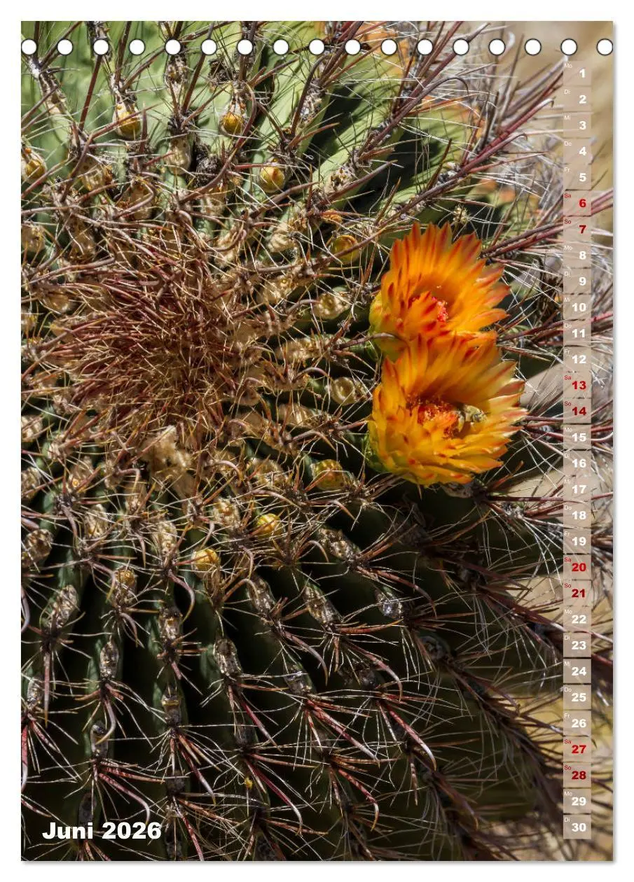 Bild: 9783516389302 | SAGUARO NATIONAL PARK Wüstenimpressionen aus Arizona (Tischkalender...