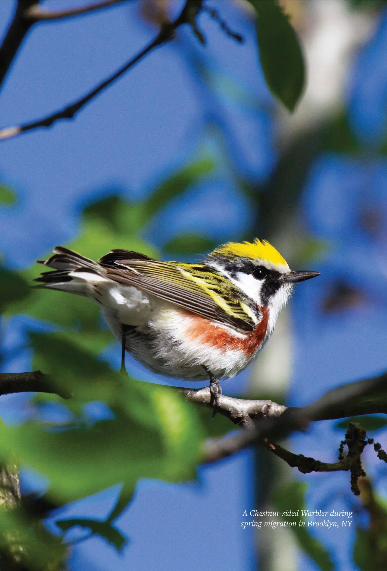 Bild: 9781615199402 | Find More Birds | 111 Surprising Ways to Spot Birds Wherever You Are