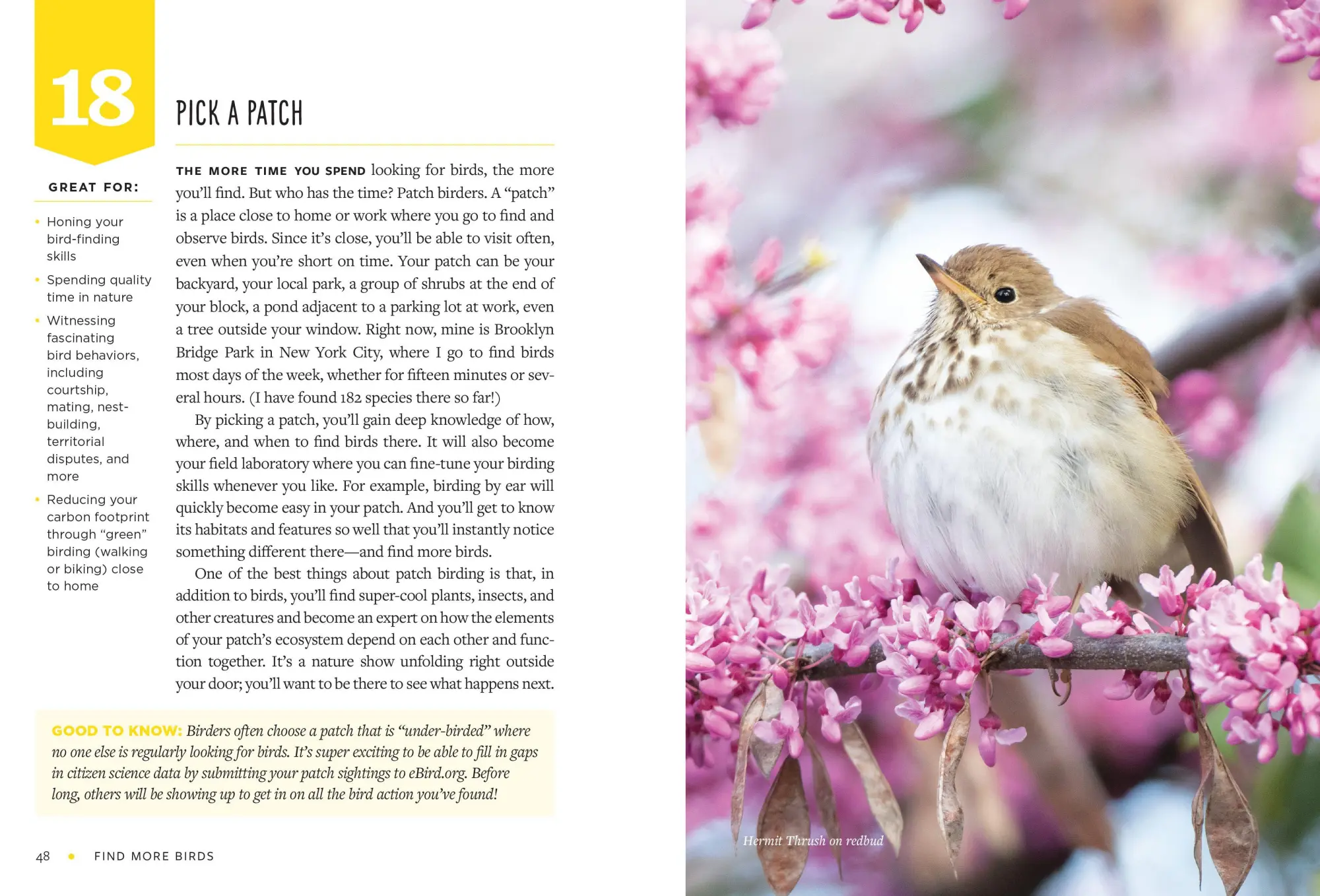 Bild: 9781615199402 | Find More Birds | 111 Surprising Ways to Spot Birds Wherever You Are