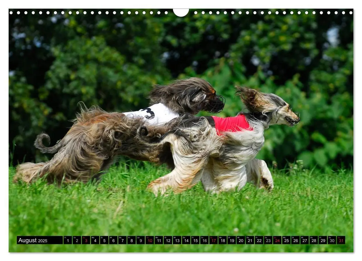 Bild: 9783435569502 | Kinder des Windes - Afghanischer Windhund (Wandkalender 2025 DIN A3...