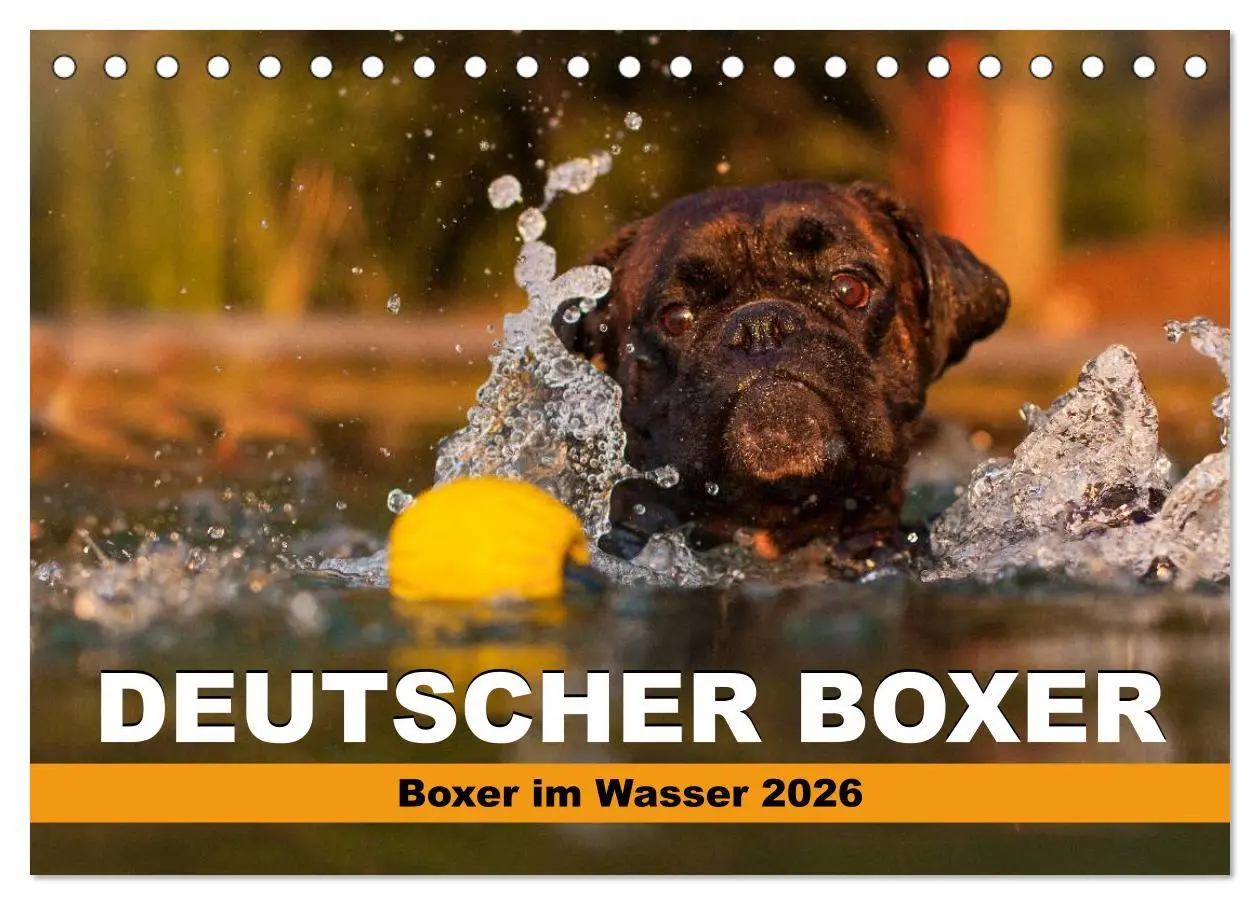 Cover: 9783516119602 | Deutscher Boxer - Boxer im Wasser 2026 (Tischkalender 2026 DIN A5...