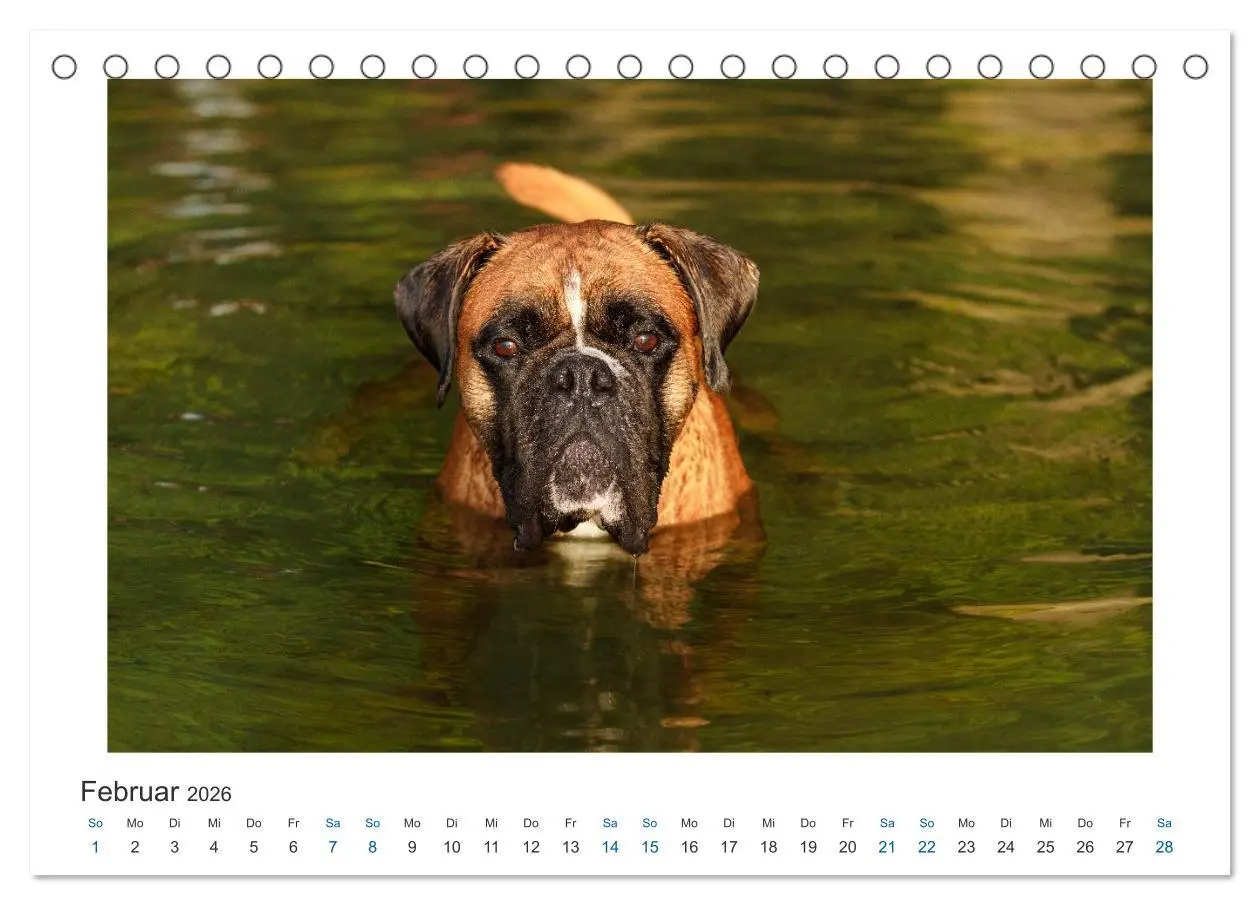 Bild: 9783516119602 | Deutscher Boxer - Boxer im Wasser 2026 (Tischkalender 2026 DIN A5...