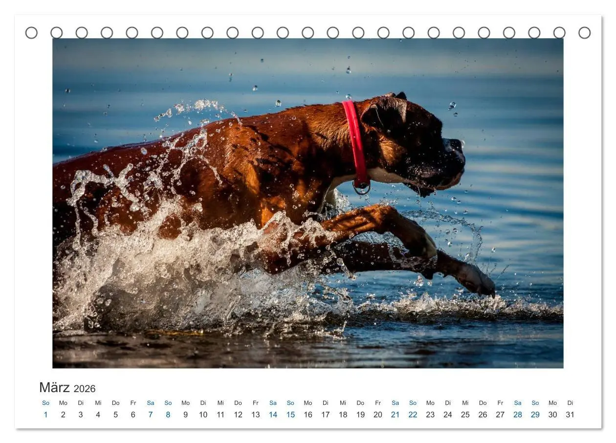 Bild: 9783516119602 | Deutscher Boxer - Boxer im Wasser 2026 (Tischkalender 2026 DIN A5...