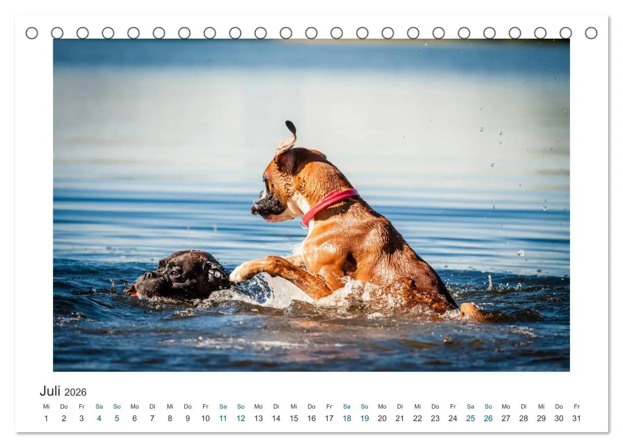 Bild: 9783516119602 | Deutscher Boxer - Boxer im Wasser 2026 (Tischkalender 2026 DIN A5...