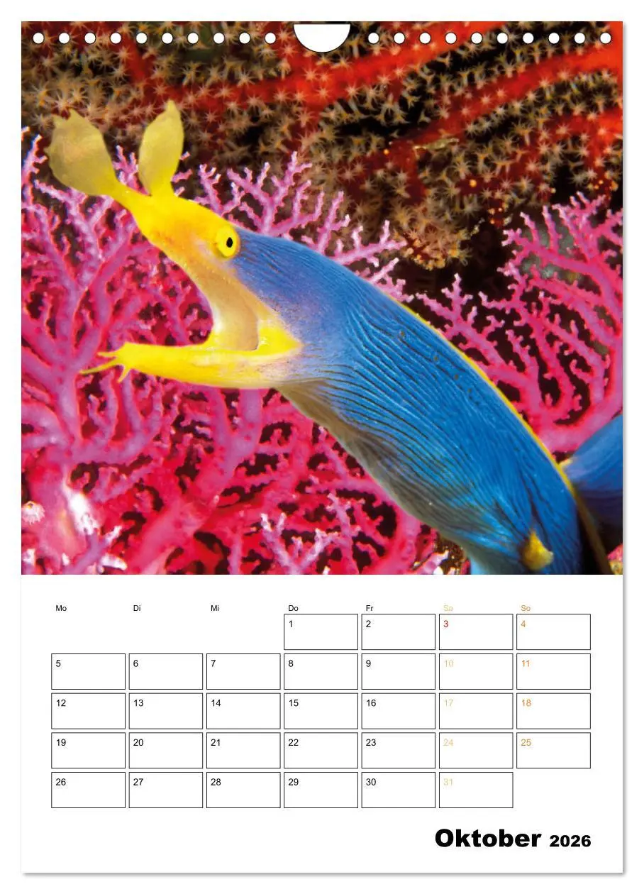 Bild: 9783516599602 | Farbrausch unter Wasser: Fische am Riff (Wandkalender 2026 DIN A4...