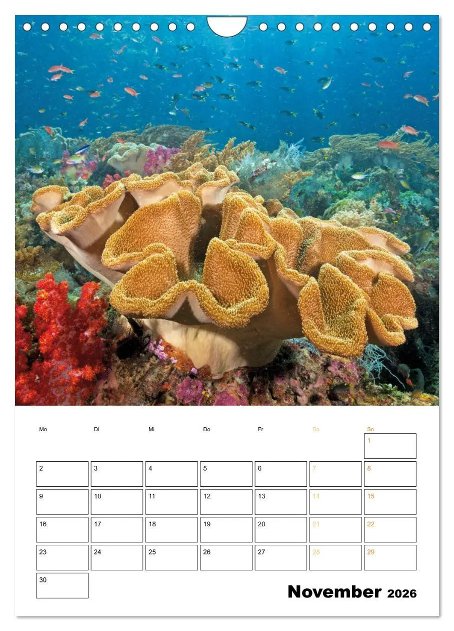 Bild: 9783516599602 | Farbrausch unter Wasser: Fische am Riff (Wandkalender 2026 DIN A4...
