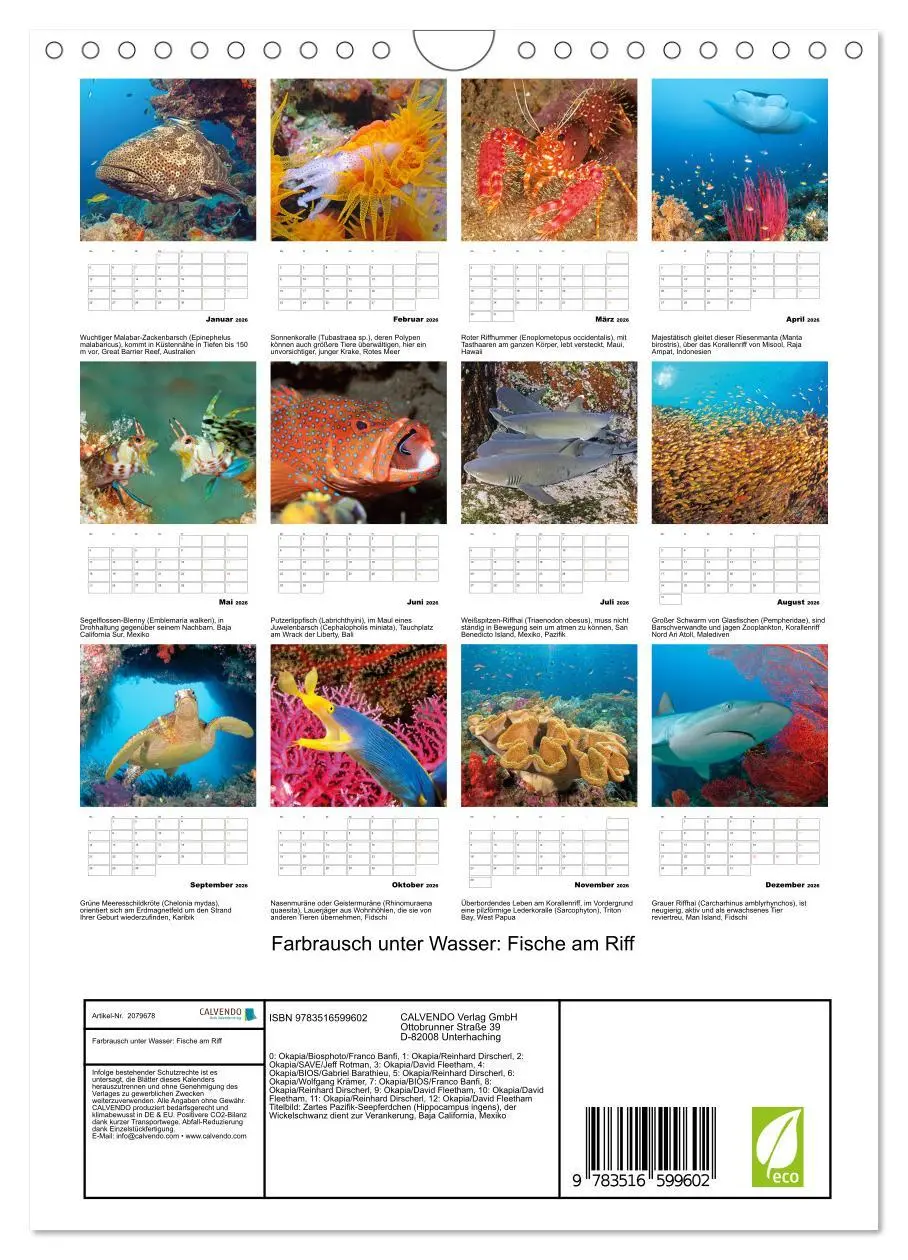 Bild: 9783516599602 | Farbrausch unter Wasser: Fische am Riff (Wandkalender 2026 DIN A4...