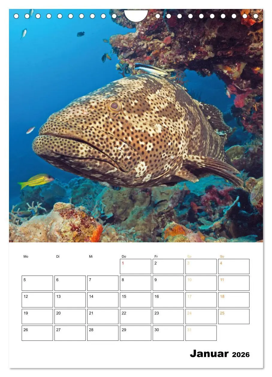 Bild: 9783516599602 | Farbrausch unter Wasser: Fische am Riff (Wandkalender 2026 DIN A4...