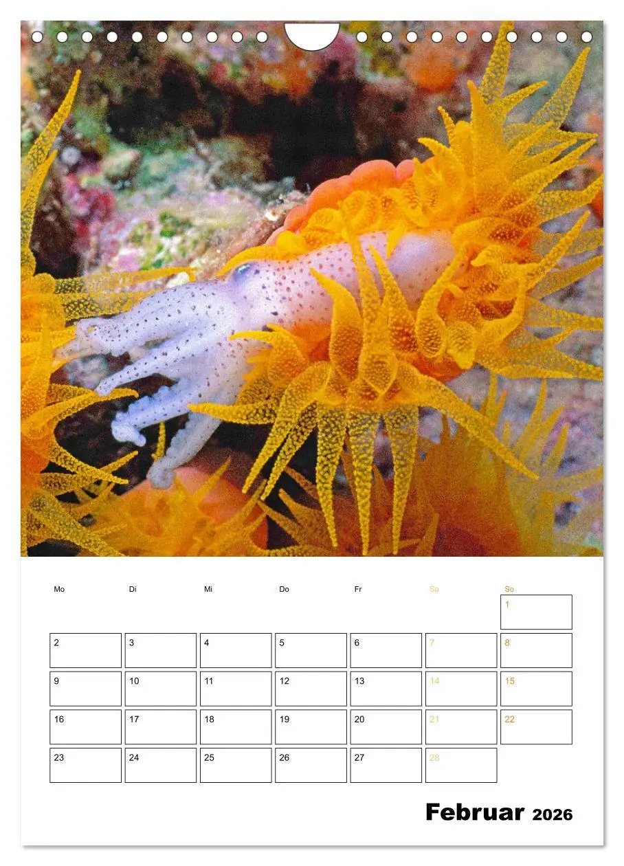 Bild: 9783516599602 | Farbrausch unter Wasser: Fische am Riff (Wandkalender 2026 DIN A4...