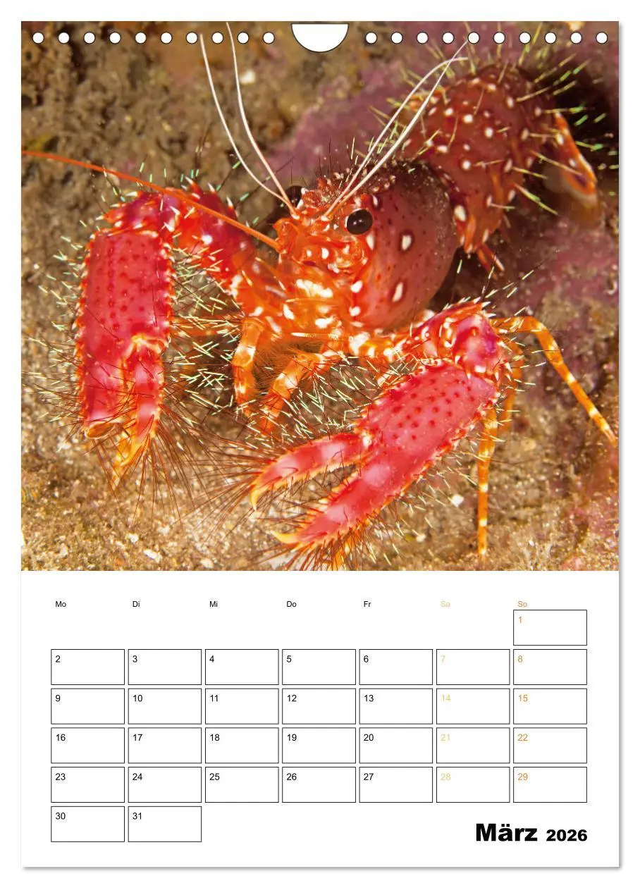 Bild: 9783516599602 | Farbrausch unter Wasser: Fische am Riff (Wandkalender 2026 DIN A4...