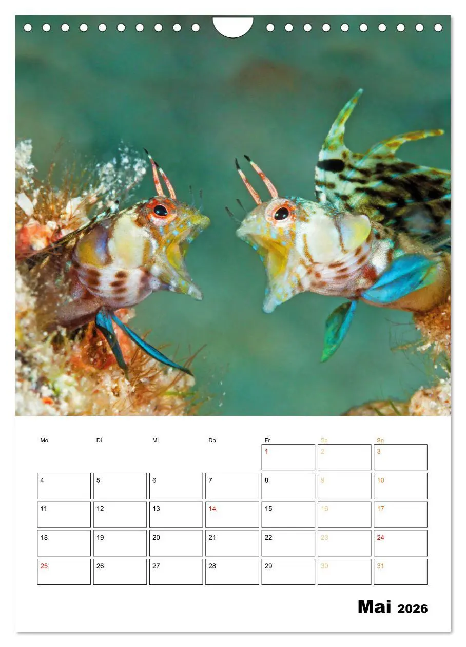 Bild: 9783516599602 | Farbrausch unter Wasser: Fische am Riff (Wandkalender 2026 DIN A4...