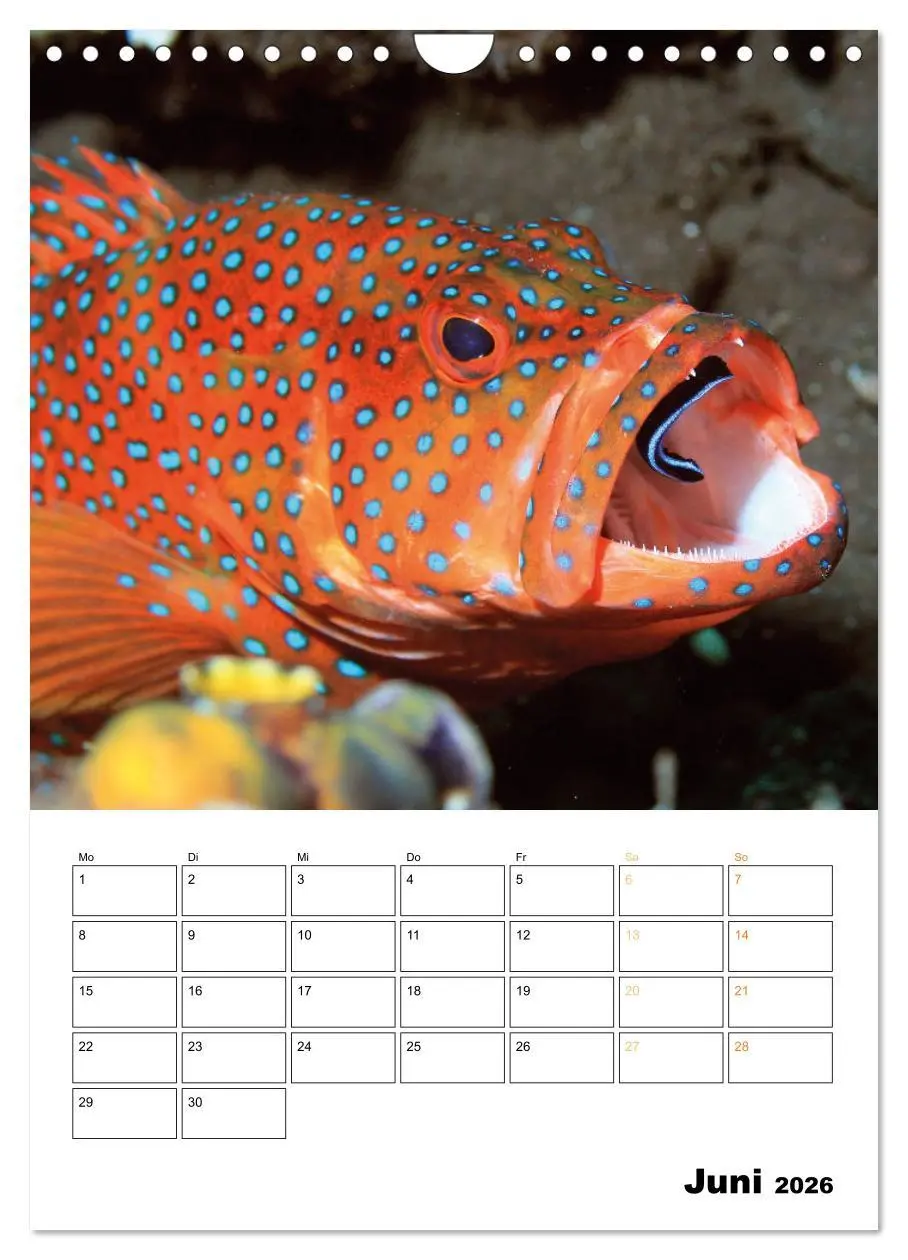 Bild: 9783516599602 | Farbrausch unter Wasser: Fische am Riff (Wandkalender 2026 DIN A4...