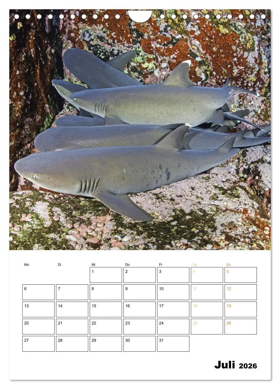 Bild: 9783516599602 | Farbrausch unter Wasser: Fische am Riff (Wandkalender 2026 DIN A4...