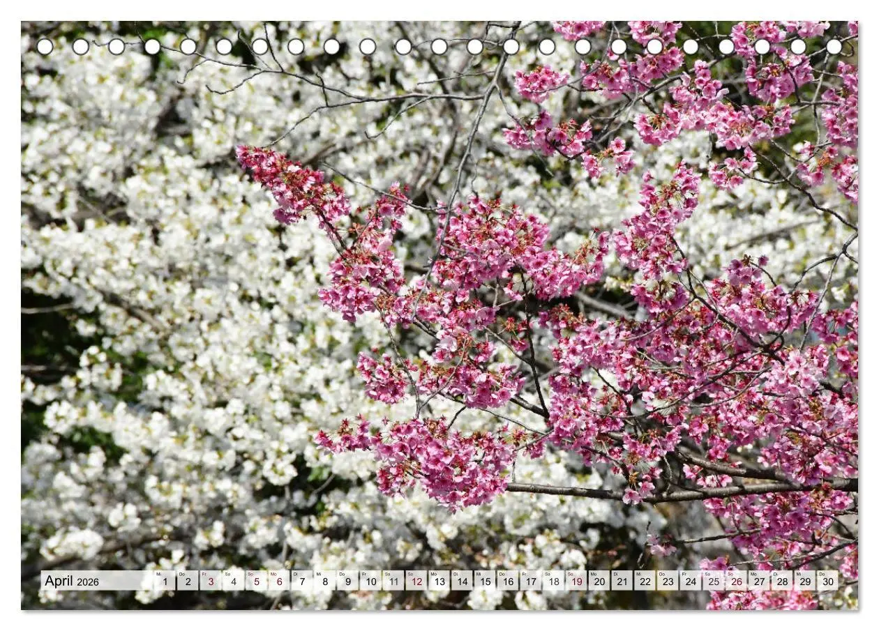 Bild: 9783457709702 | Die Kirschblüte in Japan (Tischkalender 2026 DIN A5 quer), CALVENDO...