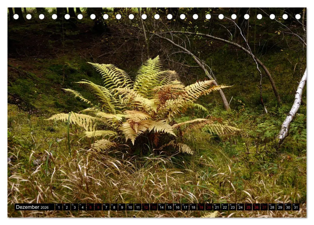 Bild: 9783457939802 | Die im Schatten wachsen - Farne (Tischkalender 2026 DIN A5 quer),...