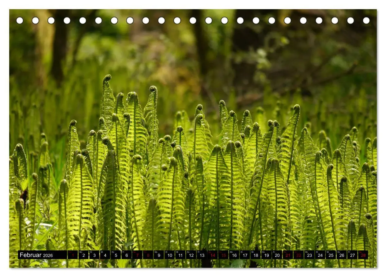 Bild: 9783457939802 | Die im Schatten wachsen - Farne (Tischkalender 2026 DIN A5 quer),...