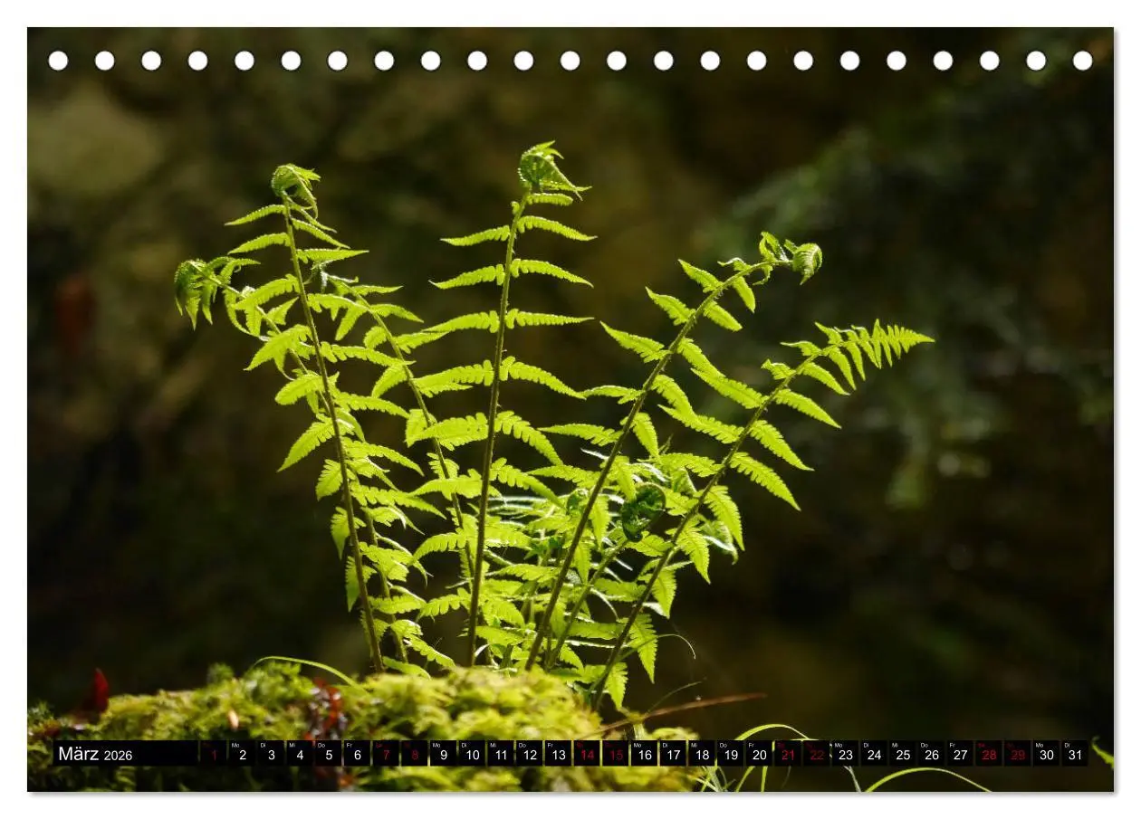 Bild: 9783457939802 | Die im Schatten wachsen - Farne (Tischkalender 2026 DIN A5 quer),...