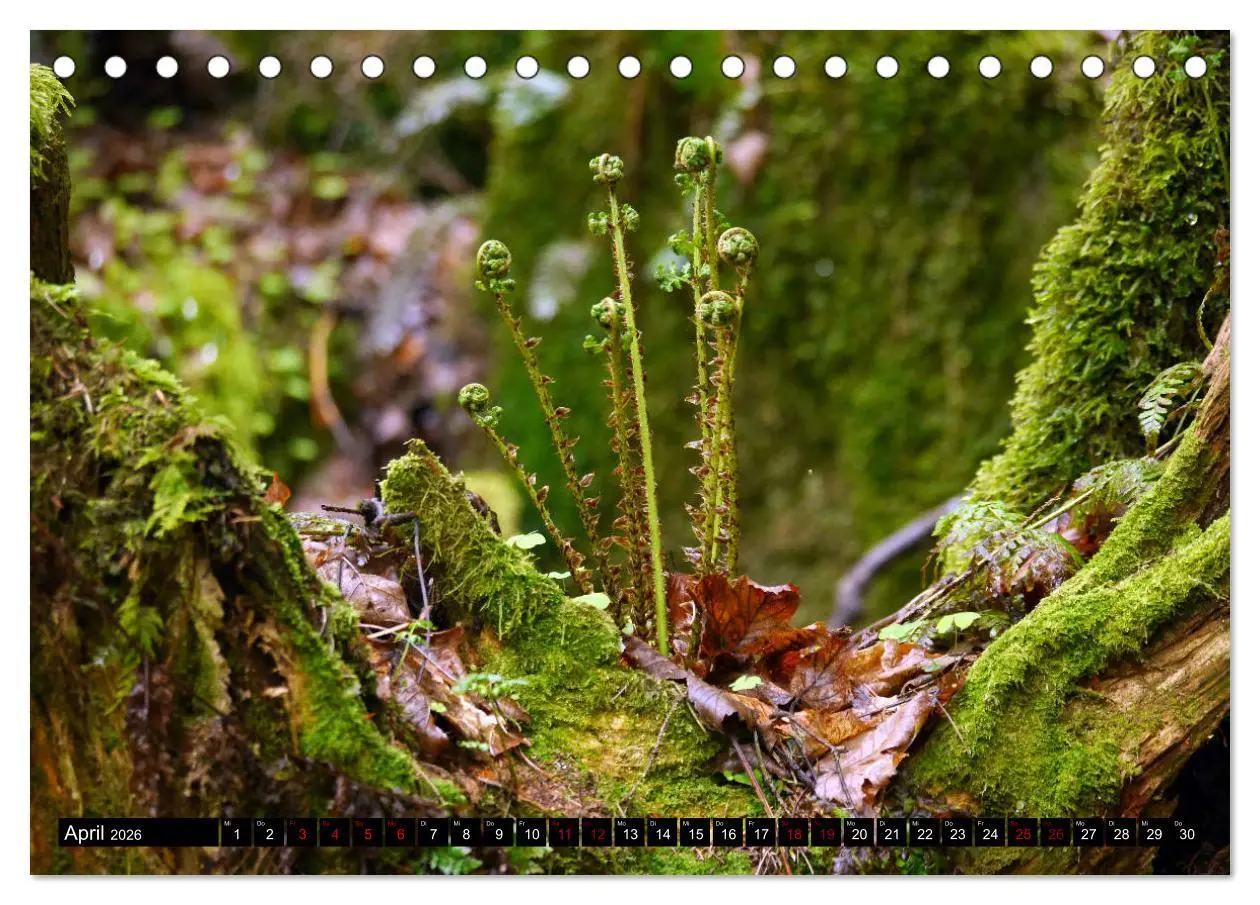 Bild: 9783457939802 | Die im Schatten wachsen - Farne (Tischkalender 2026 DIN A5 quer),...