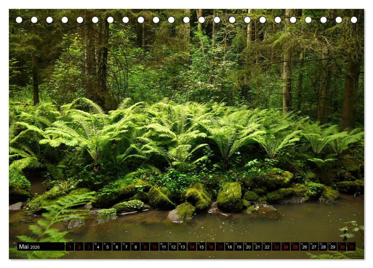 Bild: 9783457939802 | Die im Schatten wachsen - Farne (Tischkalender 2026 DIN A5 quer),...