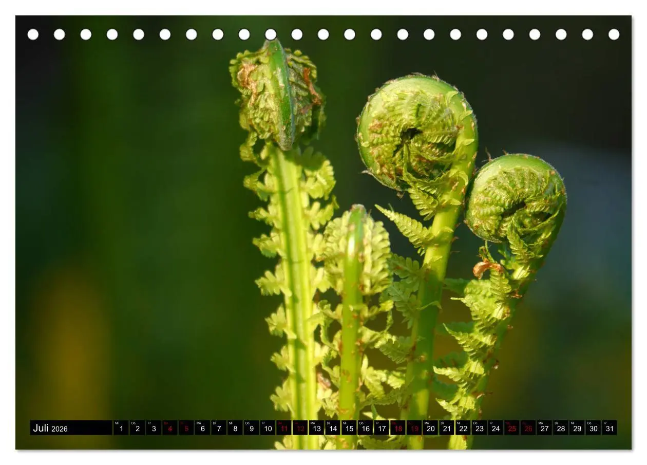 Bild: 9783457939802 | Die im Schatten wachsen - Farne (Tischkalender 2026 DIN A5 quer),...