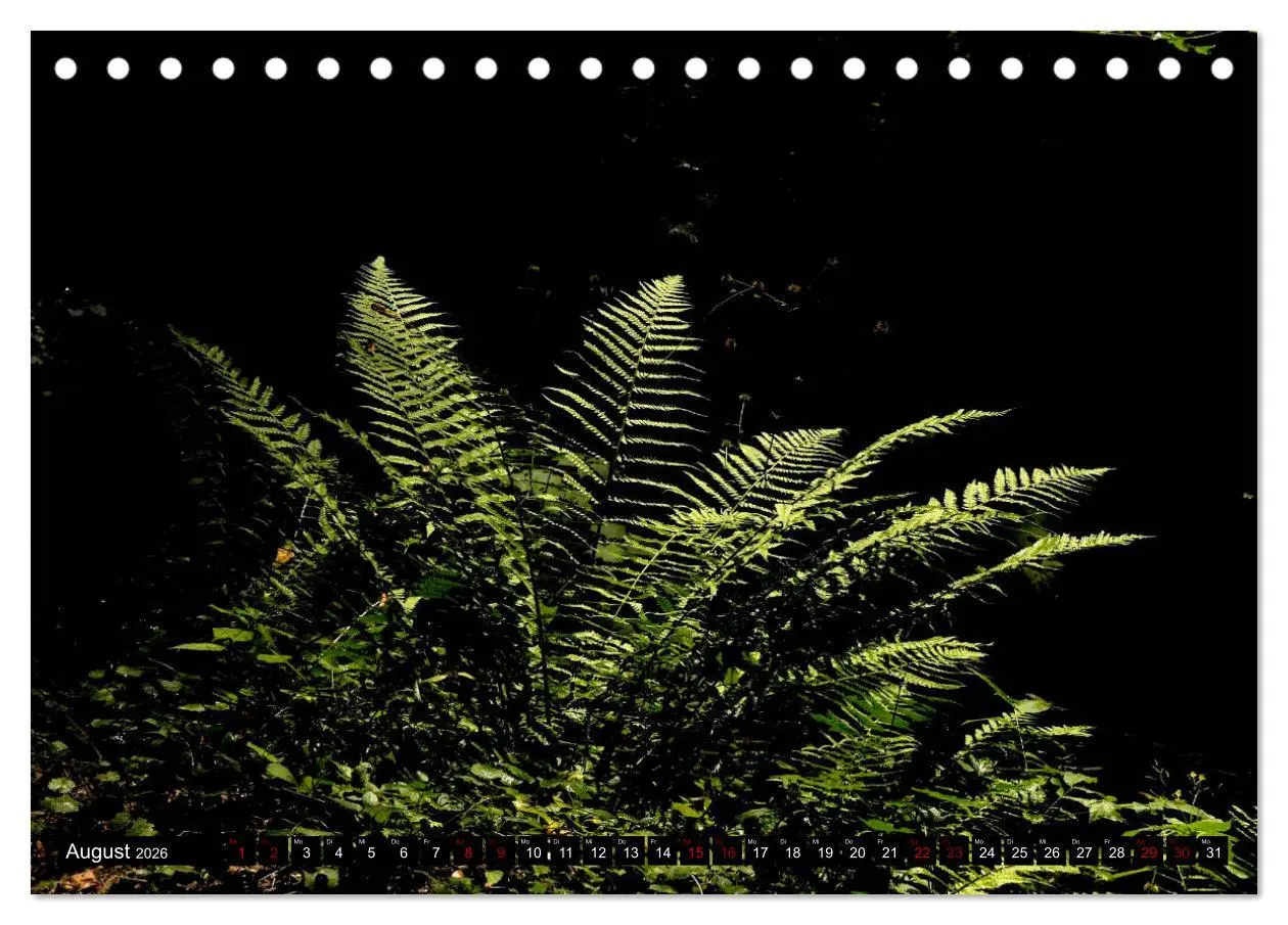 Bild: 9783457939802 | Die im Schatten wachsen - Farne (Tischkalender 2026 DIN A5 quer),...