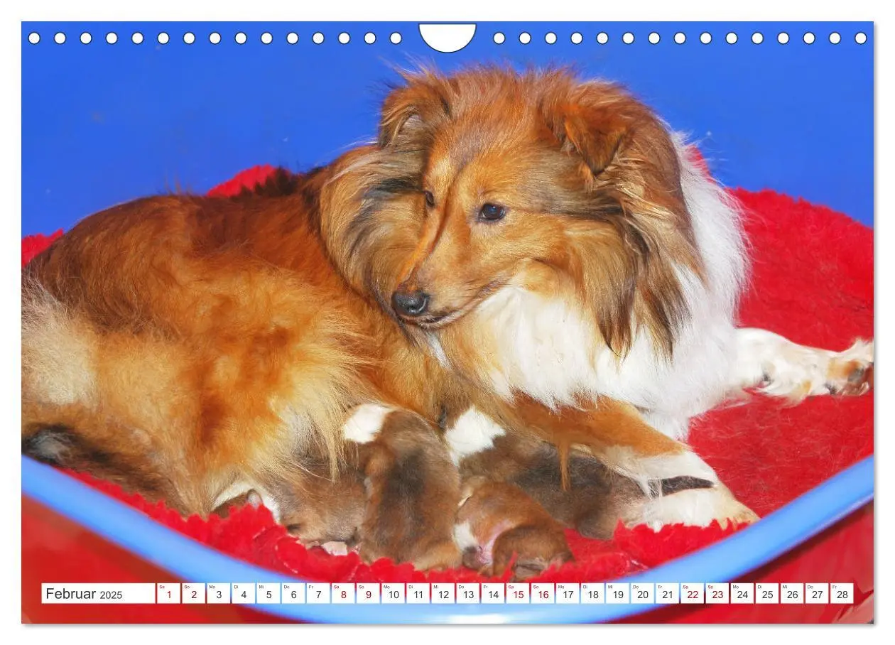 Bild: 9783457169902 | Sheltie - Ein Stück vom Glück (Wandkalender 2025 DIN A4 quer),...
