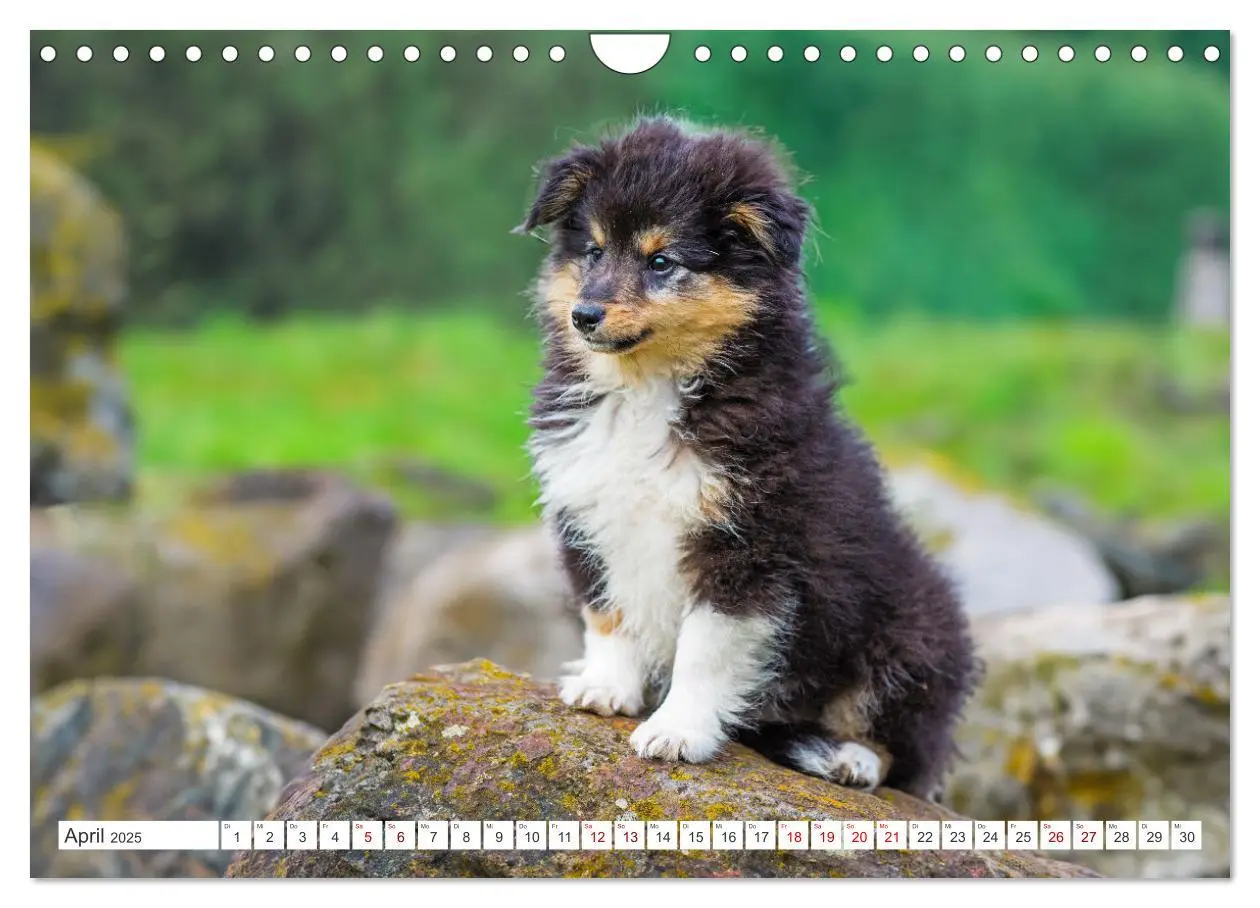 Bild: 9783457169902 | Sheltie - Ein Stück vom Glück (Wandkalender 2025 DIN A4 quer),...